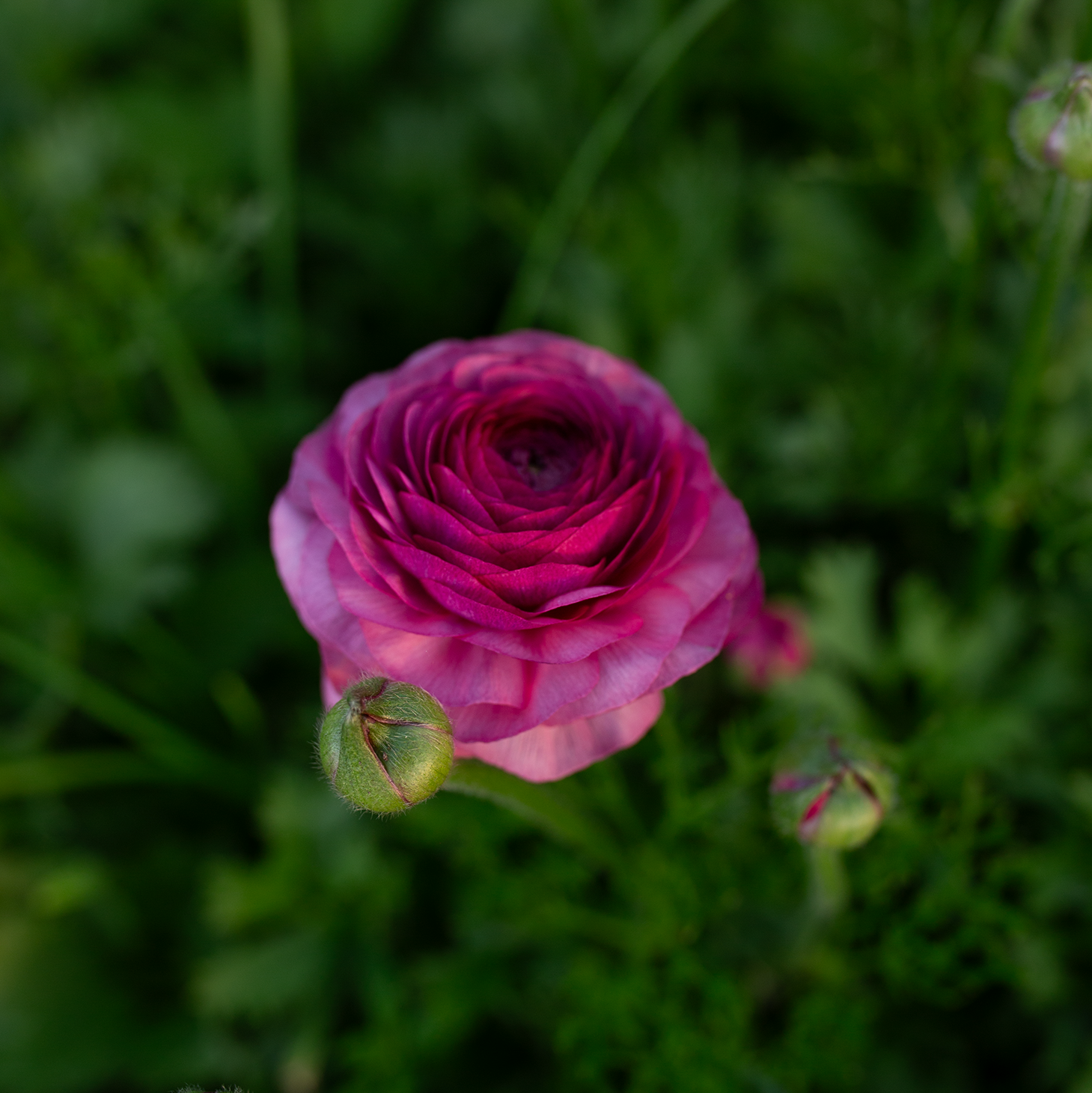 Ranunculus 'Violet'