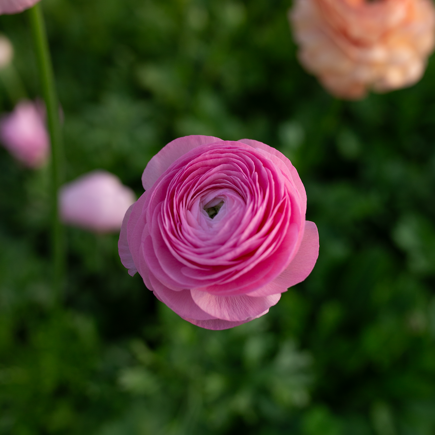 Ranunculus 'Barby'