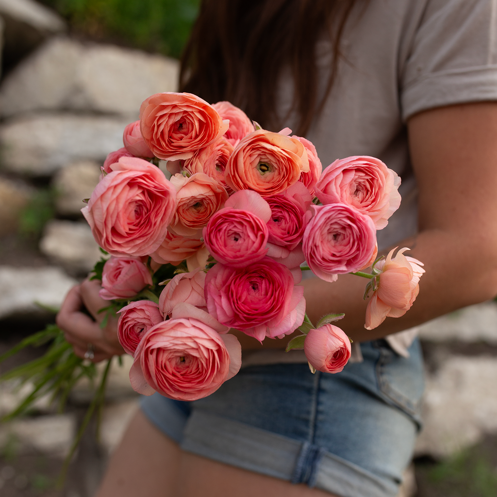 Ranunculus 'Tango'
