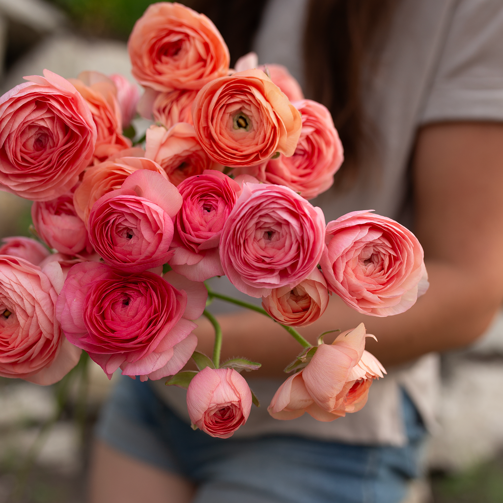 Ranunculus 'Tango'
