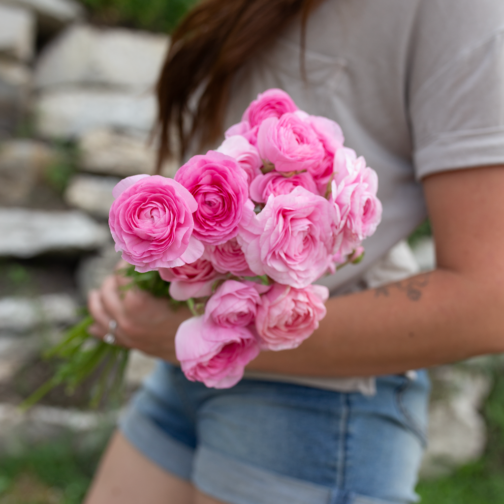 Ranunculus 'Juliette'