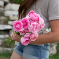 Ranunculus 'Juliette'