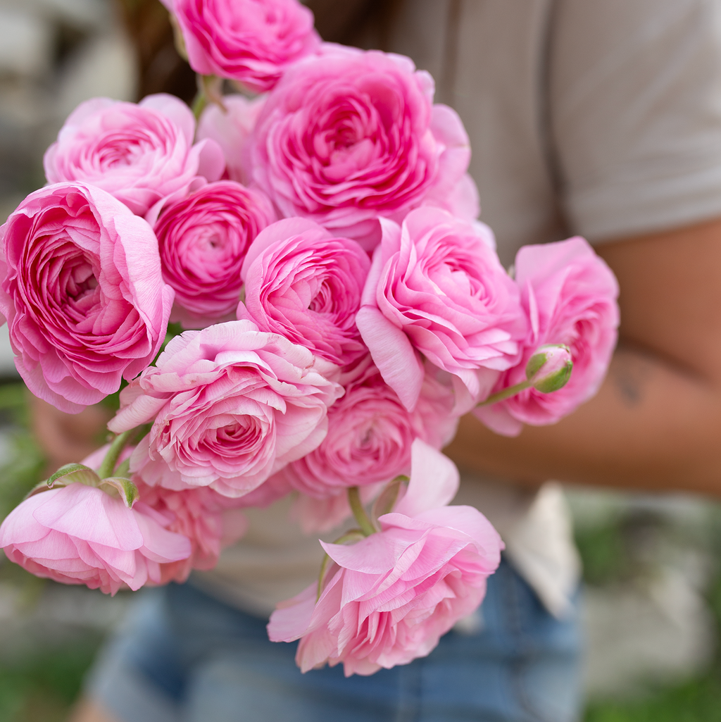 Ranunculus 'Juliette'