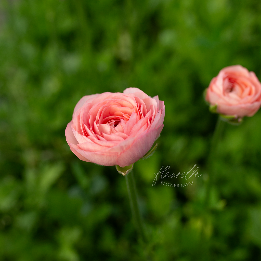 Ranunculus 'Lisa'