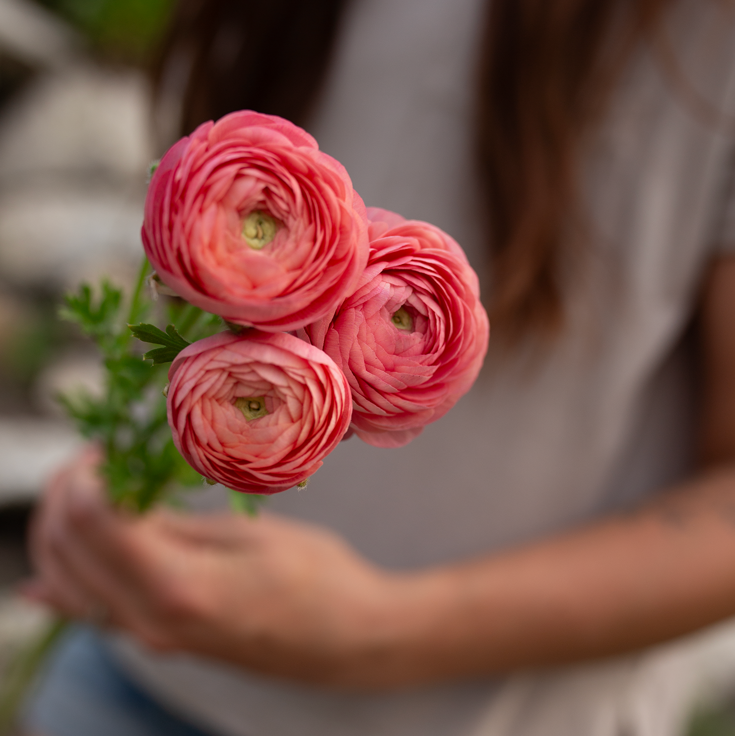Ranunculus 'Lisa'