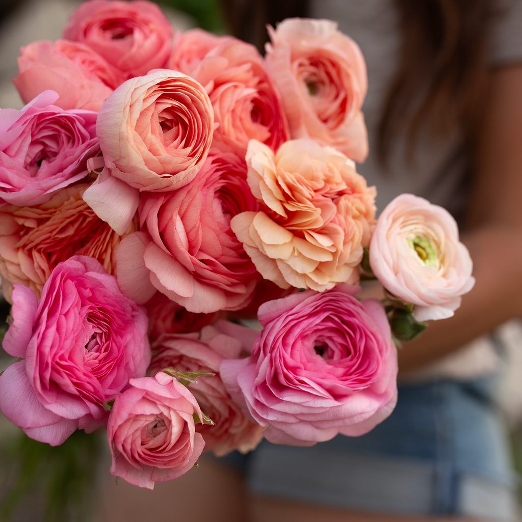 Ranunculus 'Pastel'