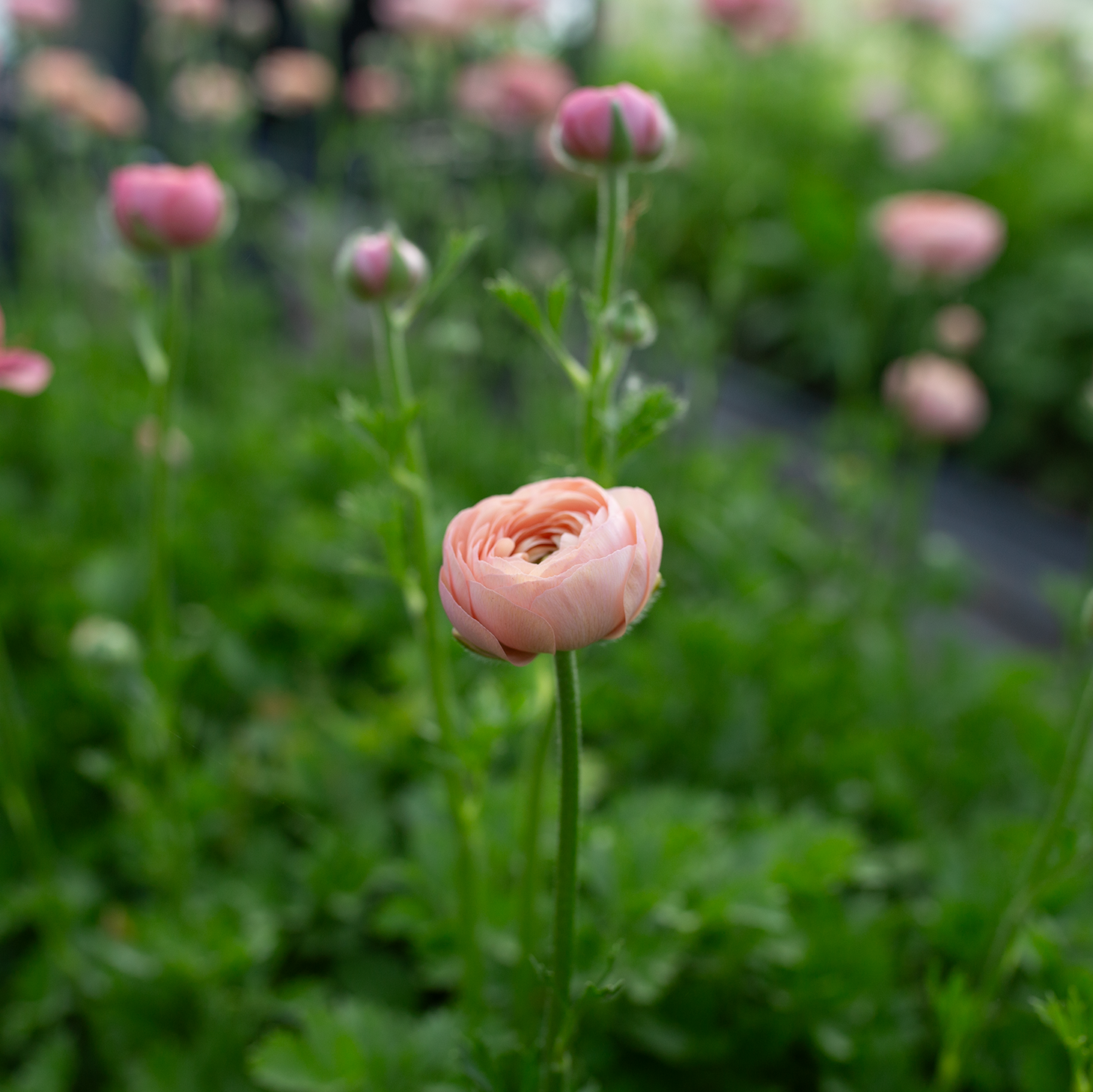 Ranunculus 'Pastel'