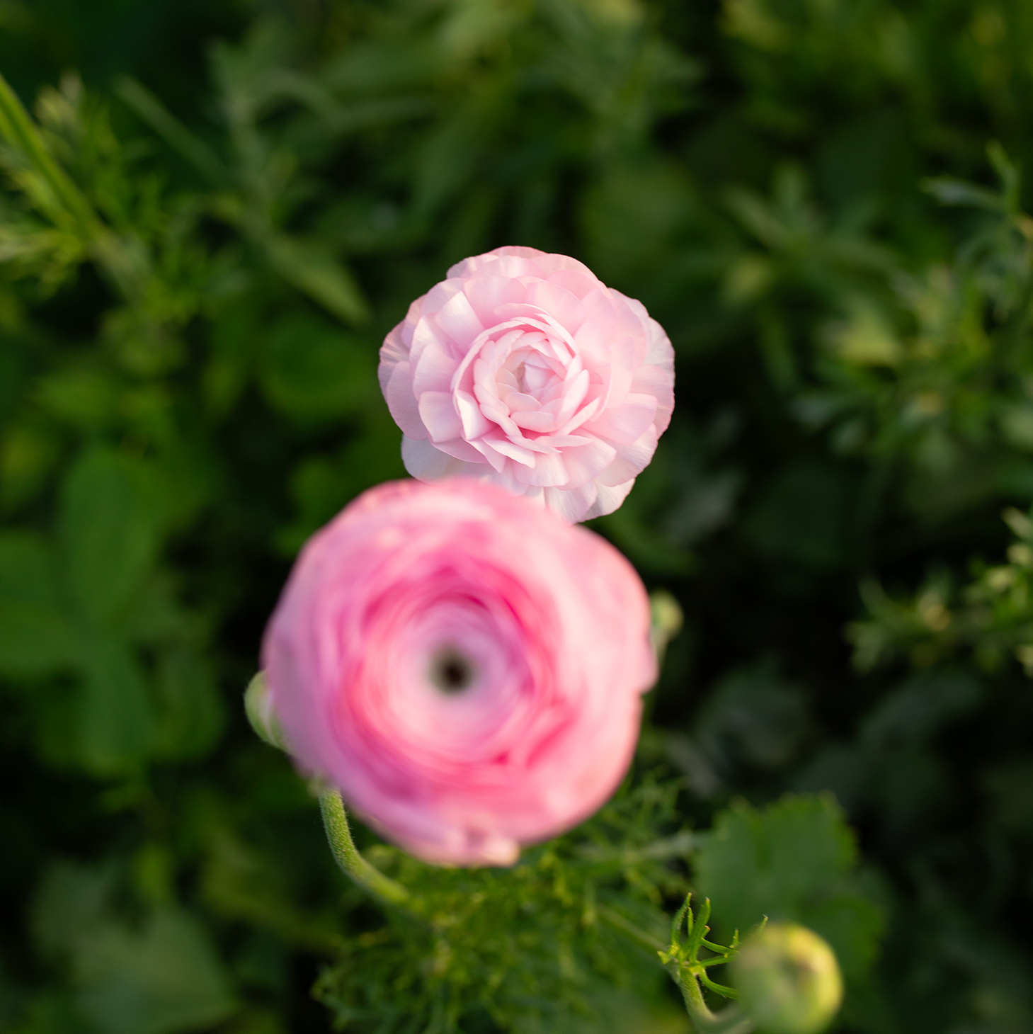 Ranunculus 'Pastel'