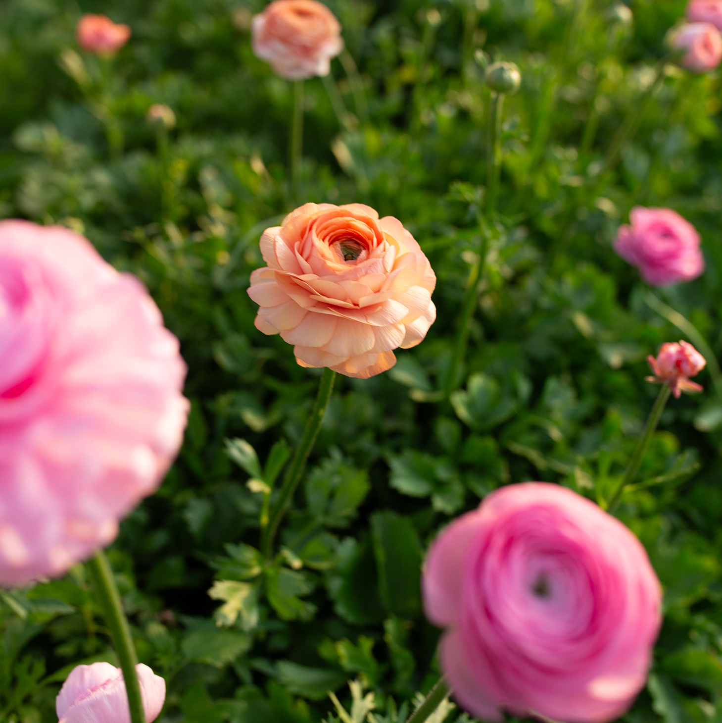 Ranunculus 'Pastel'