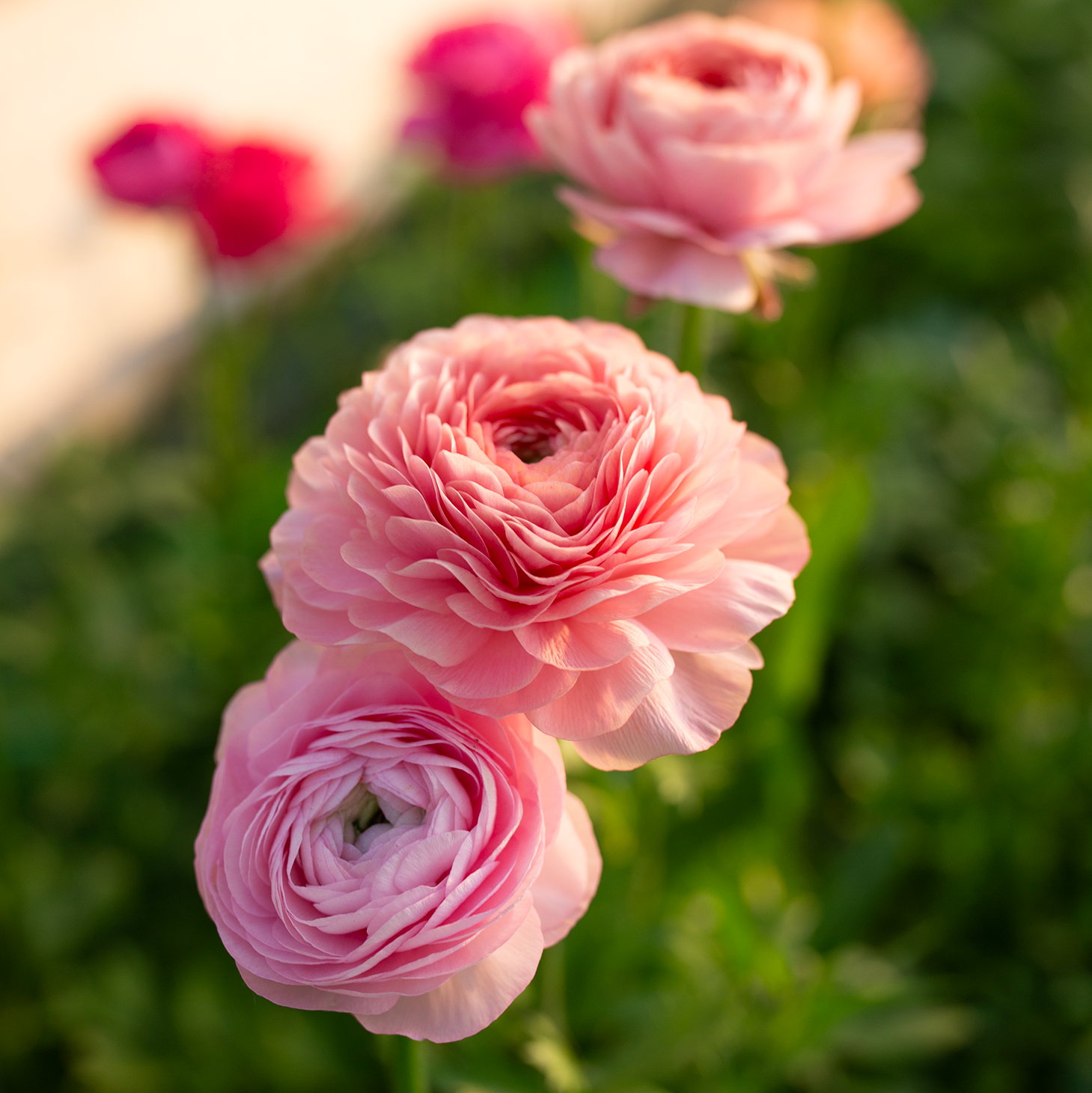 Ranunculus 'Pastel'