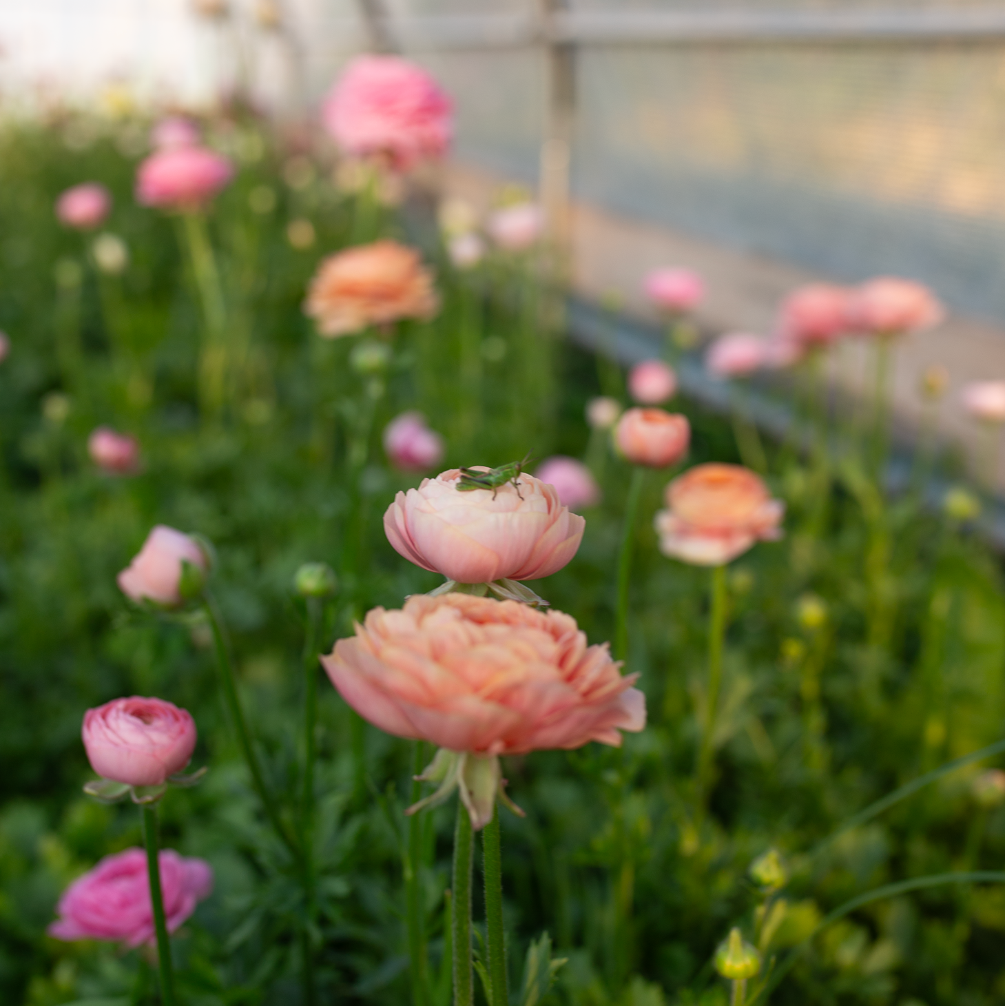 Ranunculus 'Pastel'