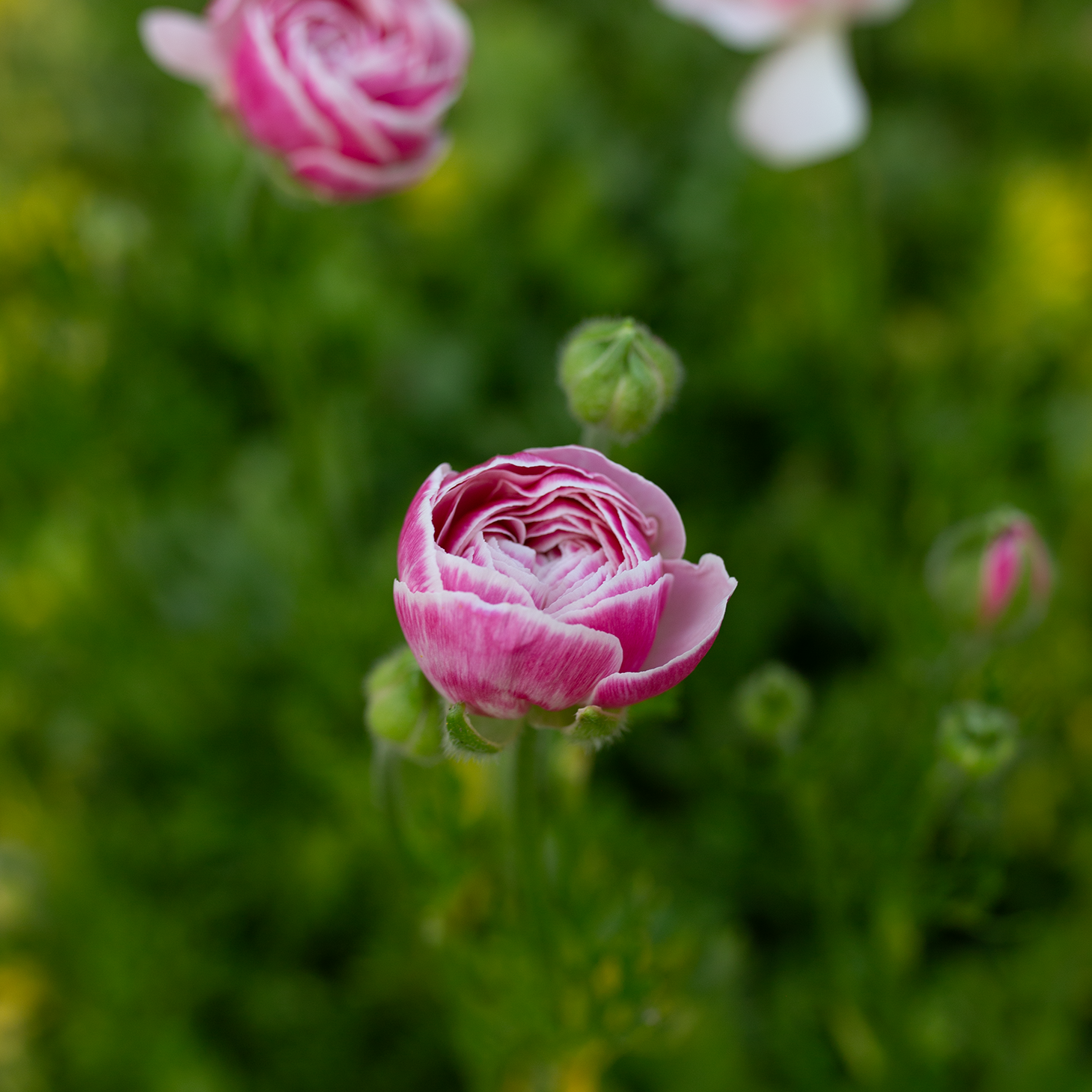 Ranunculus 'Porcelaine'