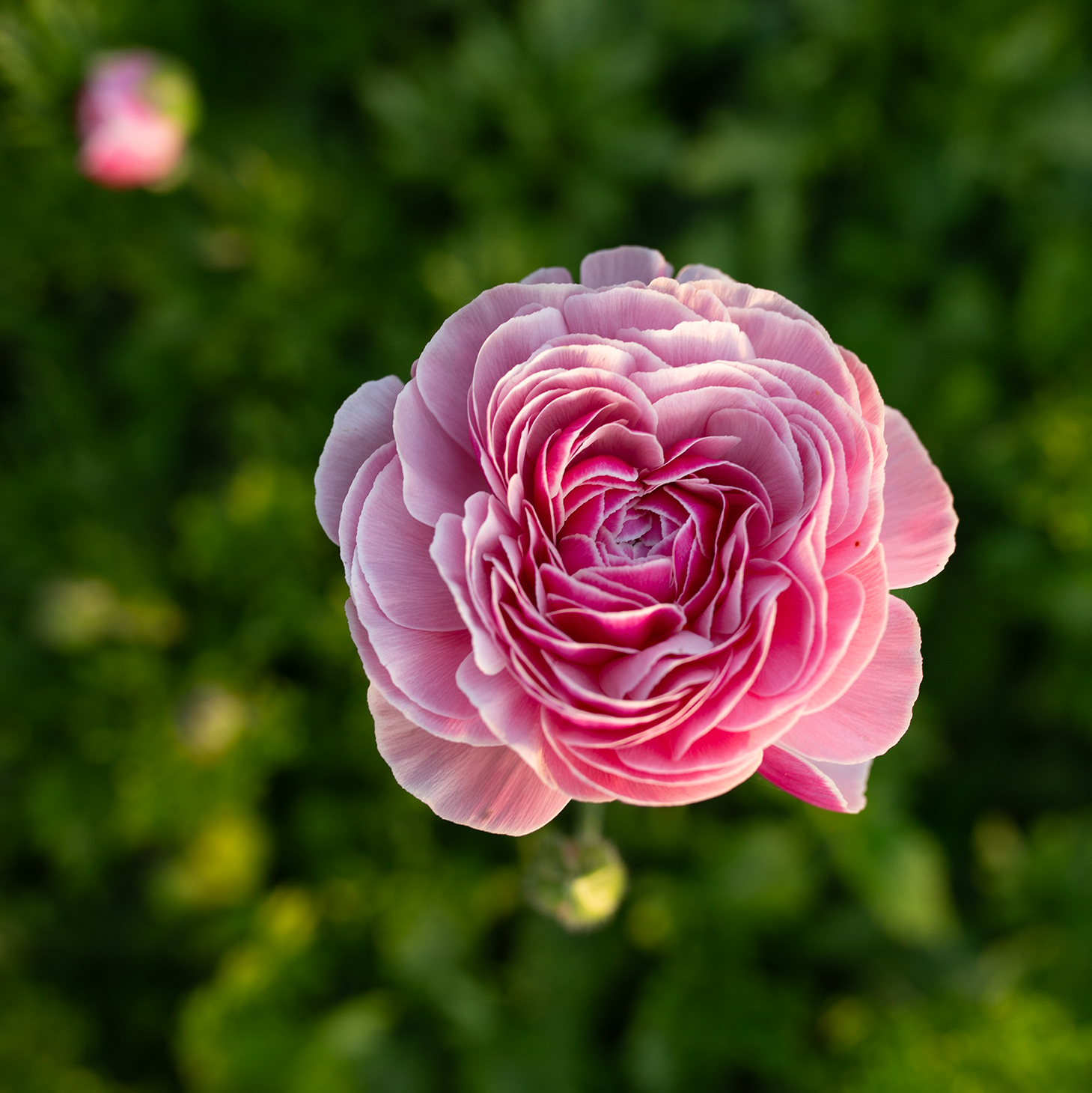 Ranunculus 'Porcelaine'
