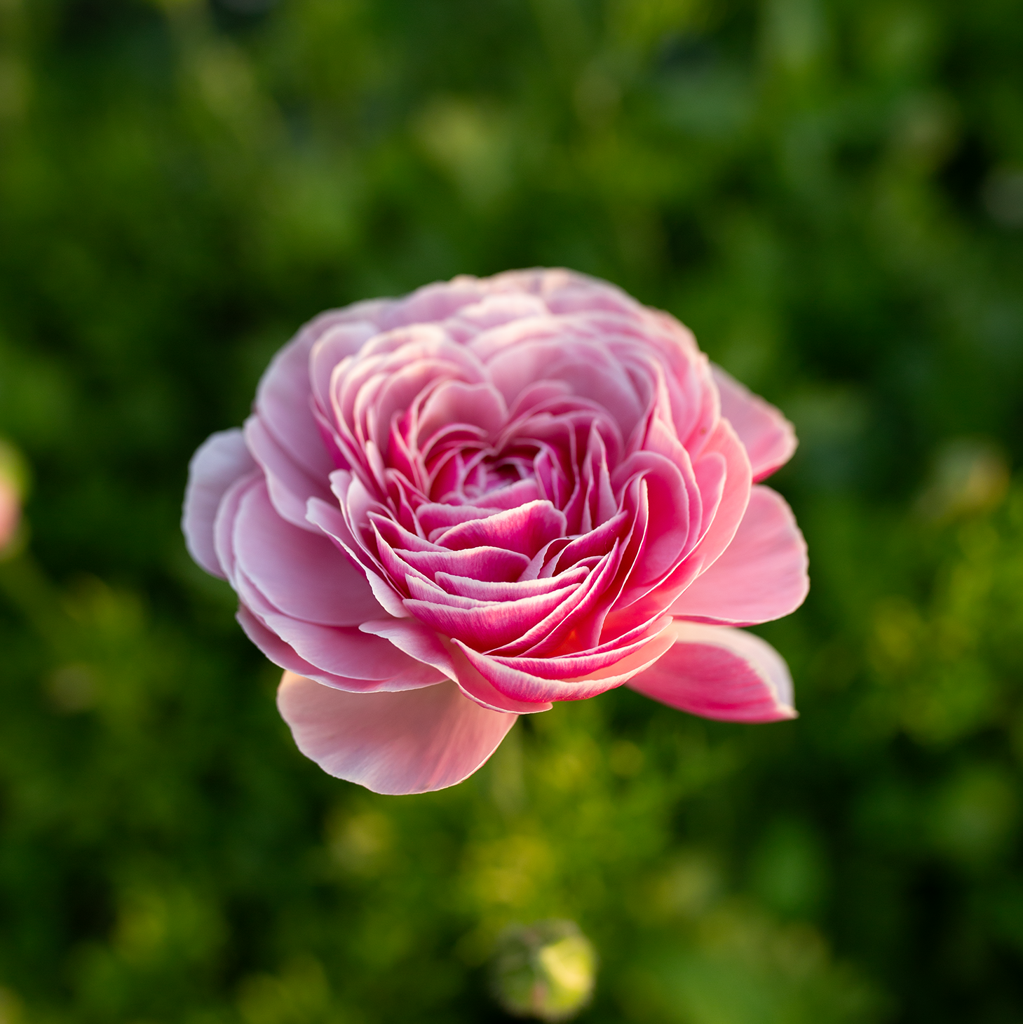 Ranunculus 'Porcelaine'