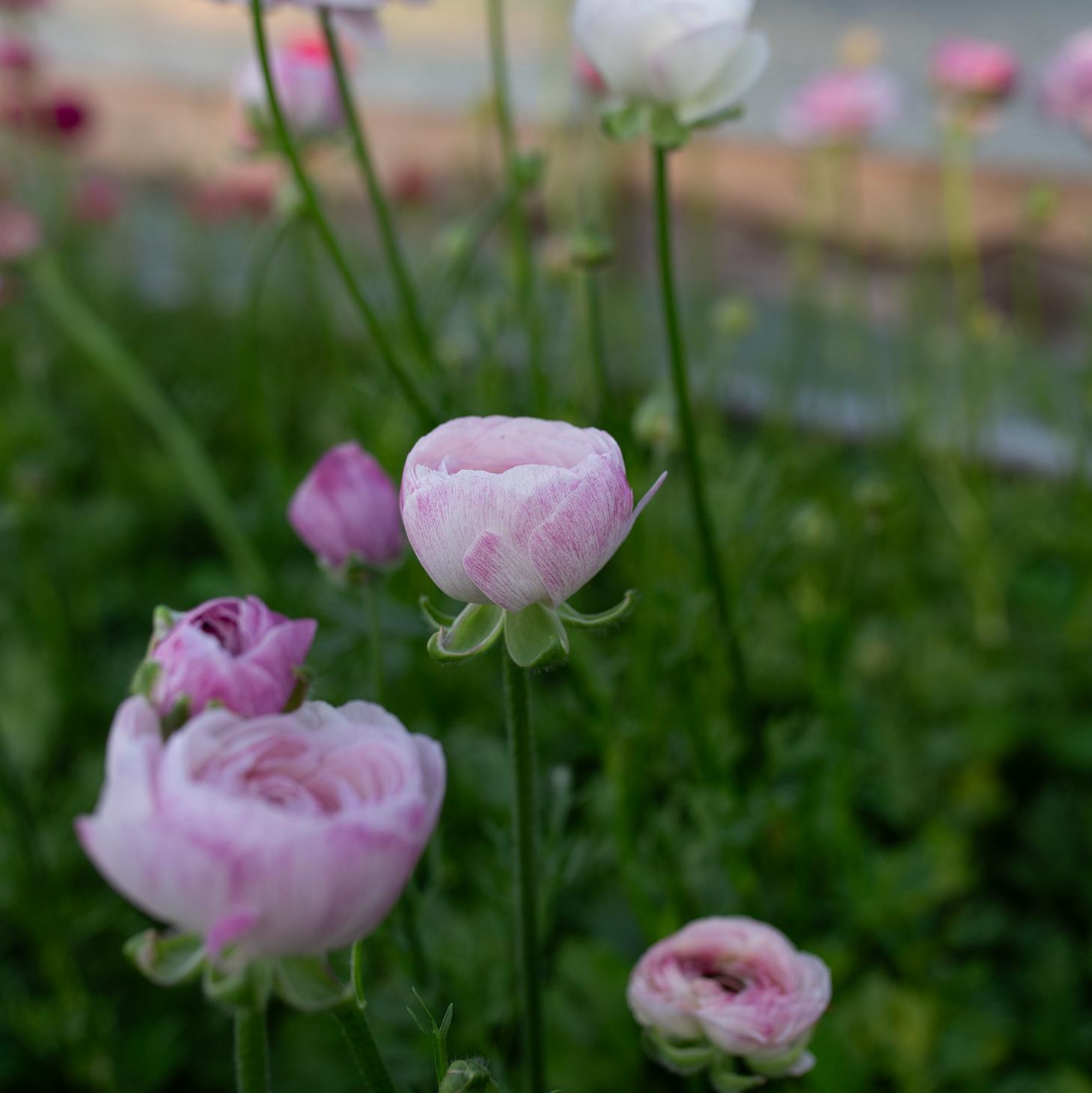 Ranunculus 'Purple Jean'