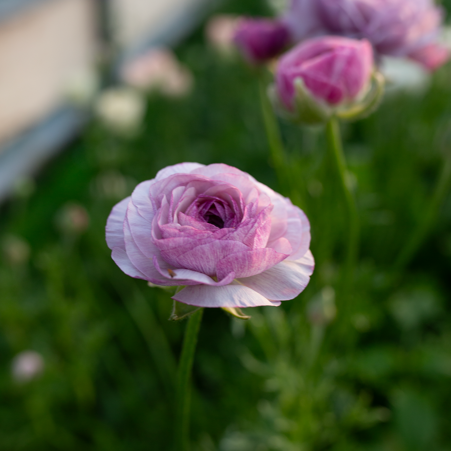 Ranunculus 'Purple Jean'