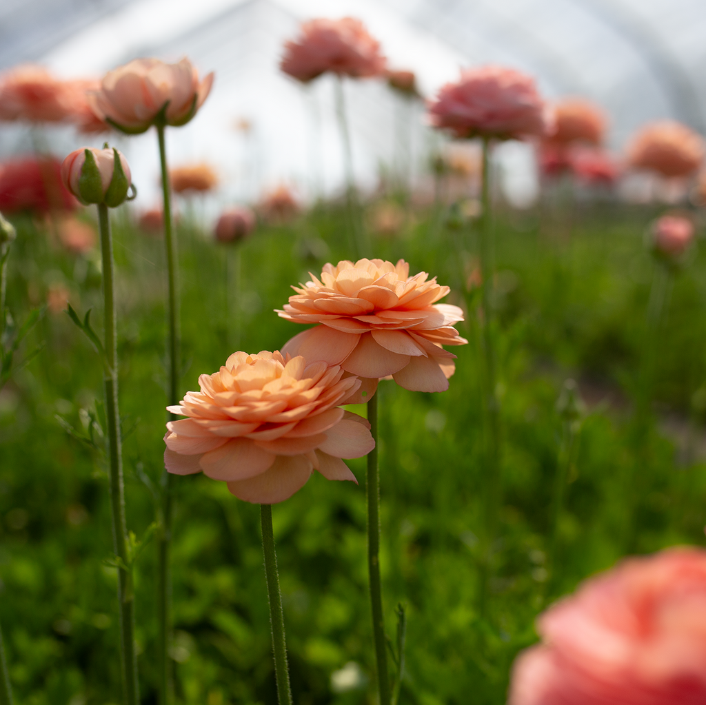 Ranunculus 'Tango'