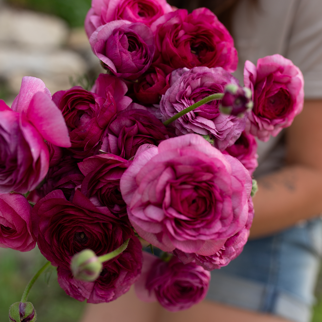 Ranunculus 'Violet'