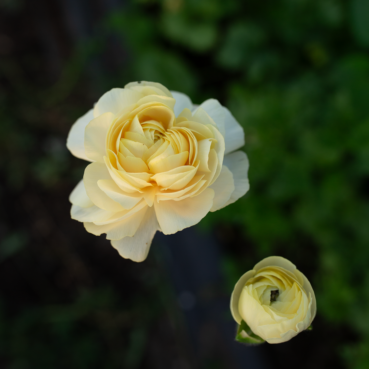 Ranunculus 'Wedding Pastel'