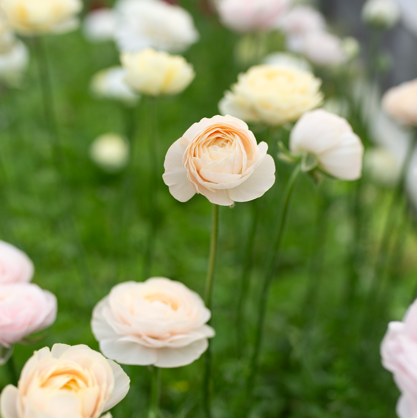 Ranunculus 'Wedding Pastel'