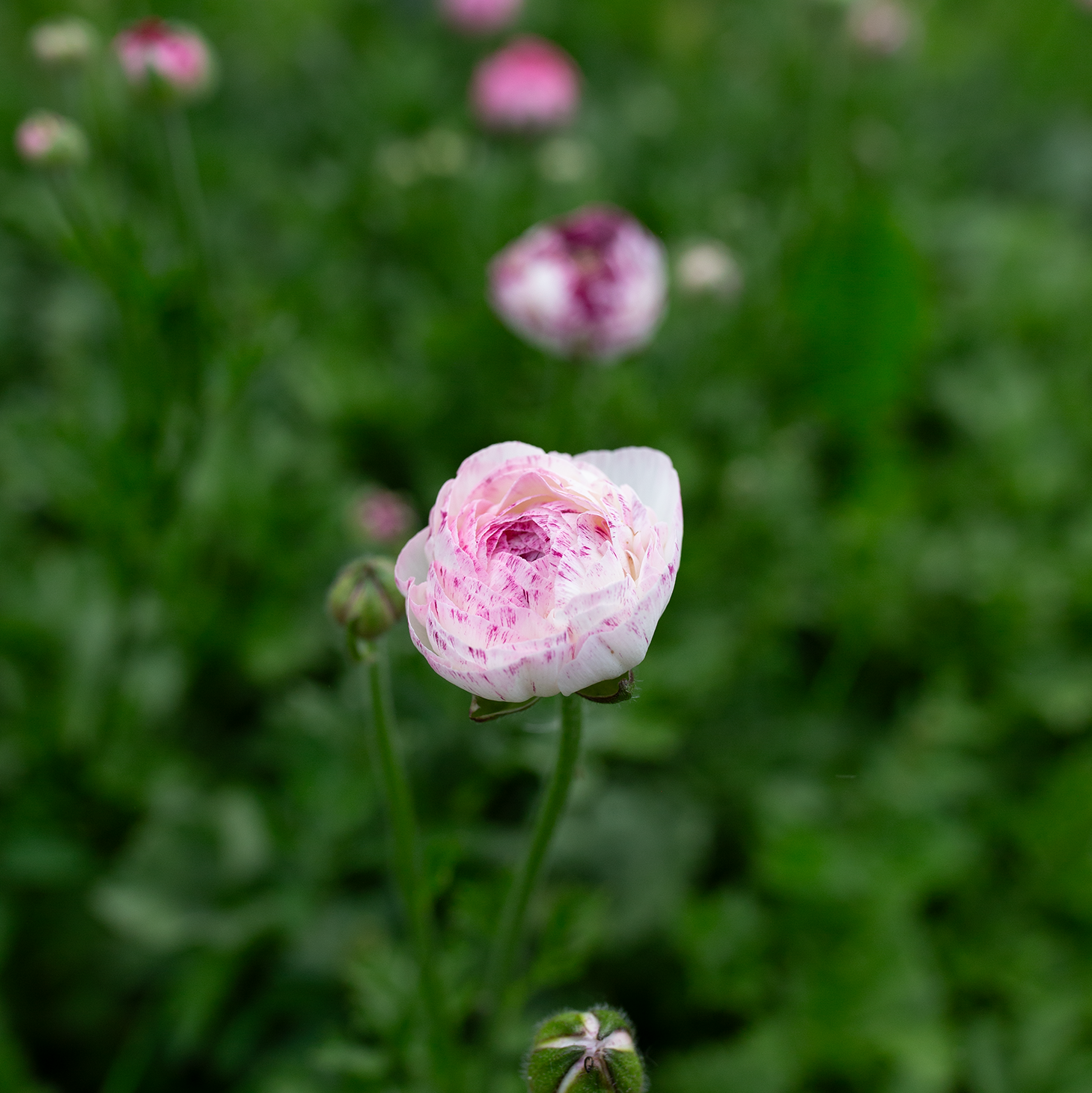 Ranunculus 'White Picotée'