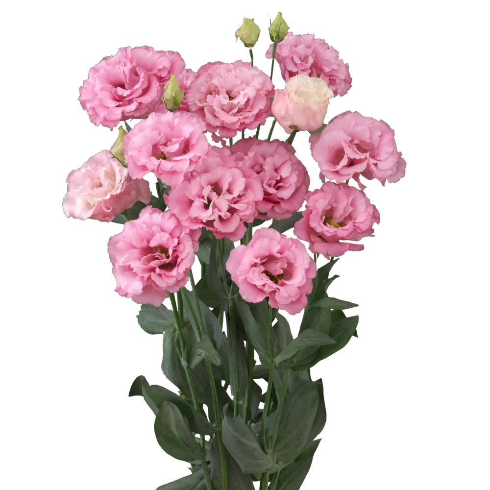 Lisianthus 'Corelli Raspberry'