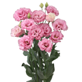 Lisianthus 'Corelli Raspberry'