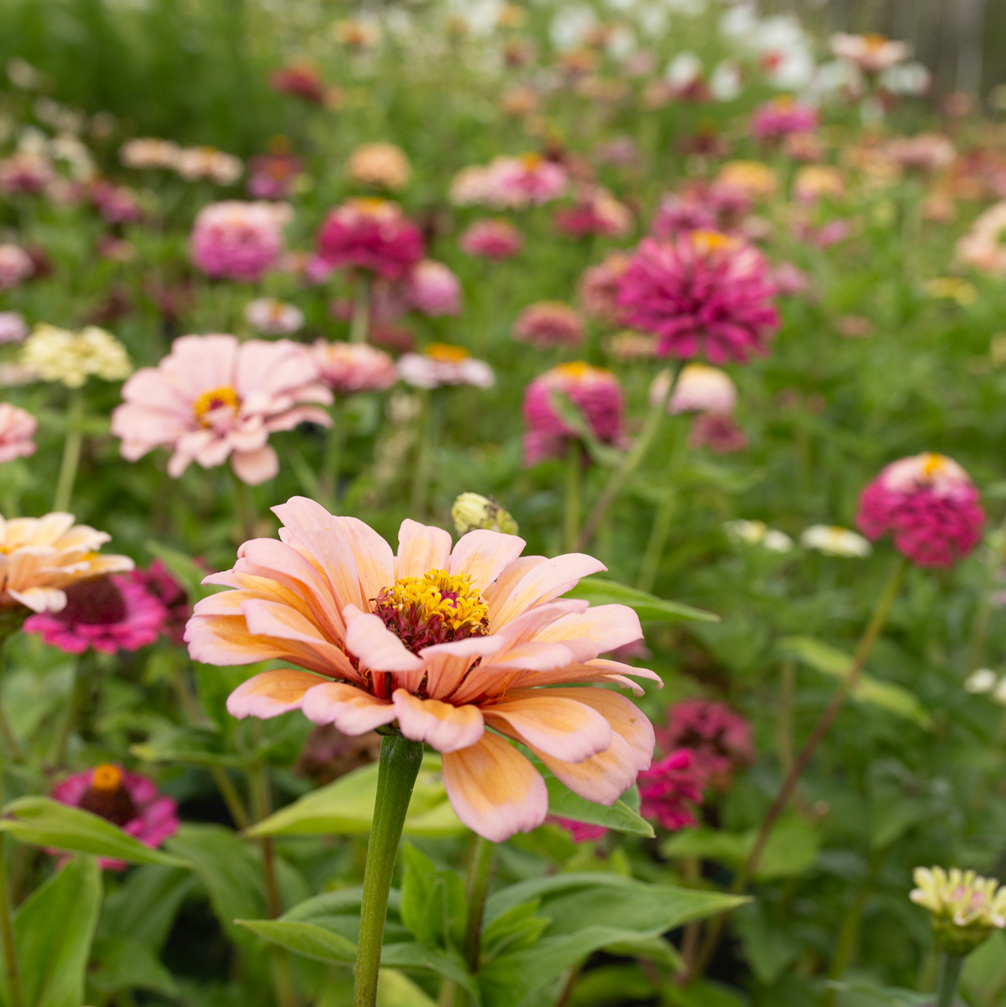 Zinnia 'Rich Pastels'