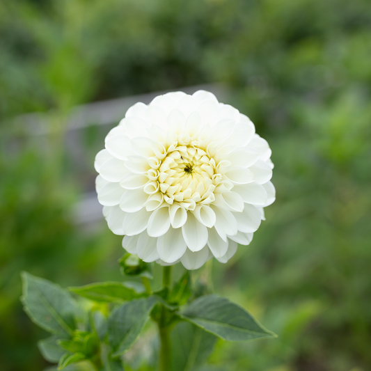 Dahlia 'Robann Pristine'