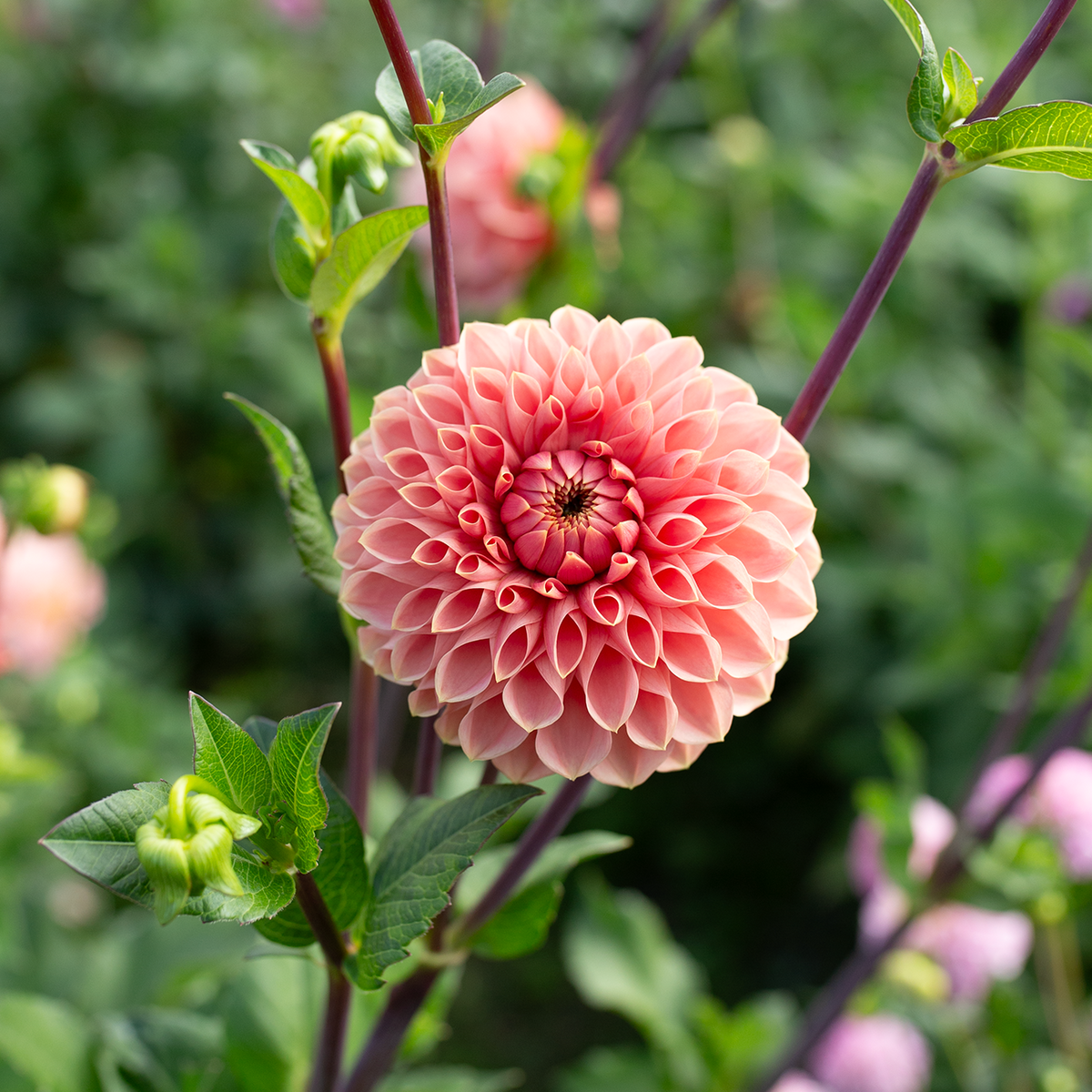 Dahlia 'Romance'