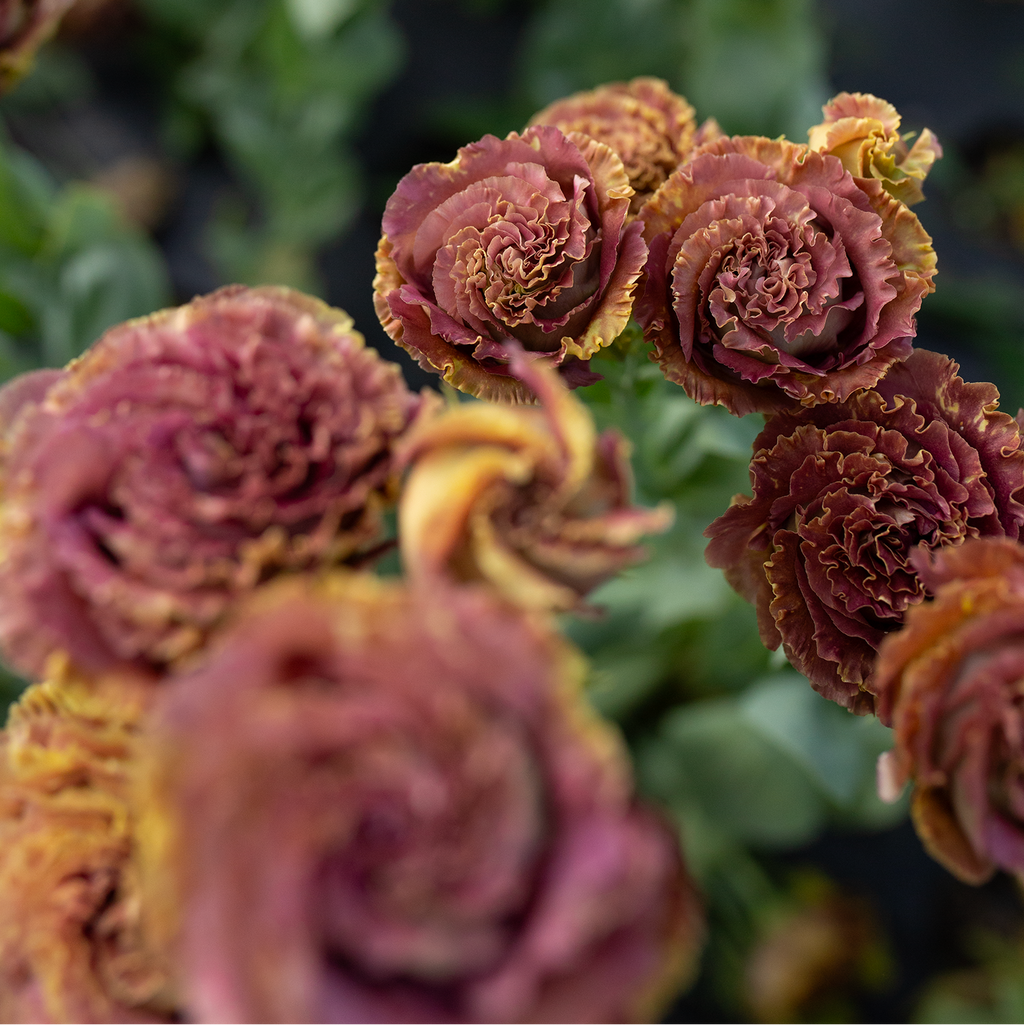 Lisianthus 'Rosanne Terracotta'