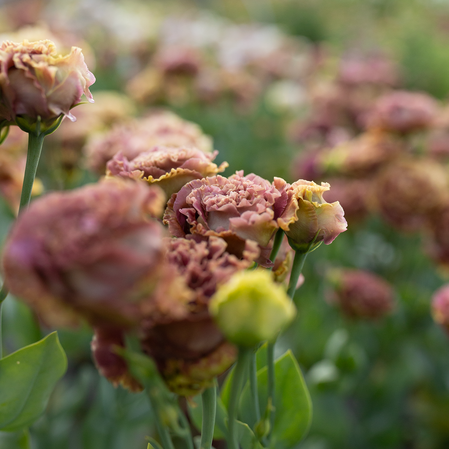 Lisianthus 'Rosanne Terracotta'