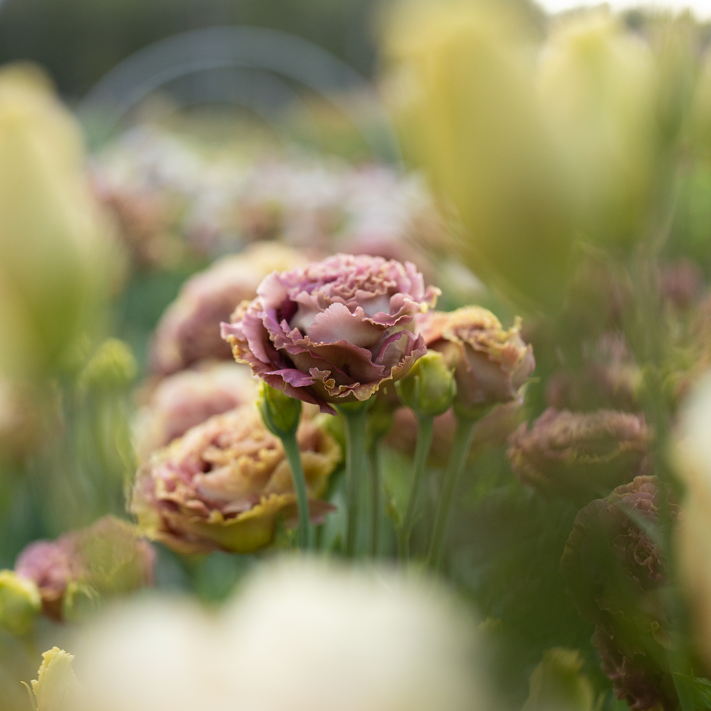 Lisianthus 'Rosanne Terracotta'