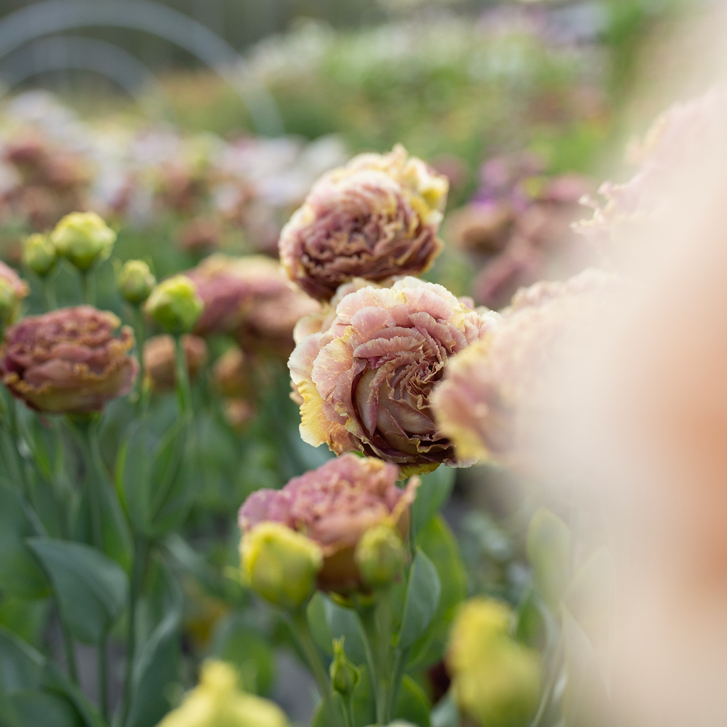 Lisianthus 'Rosanne Terracotta'