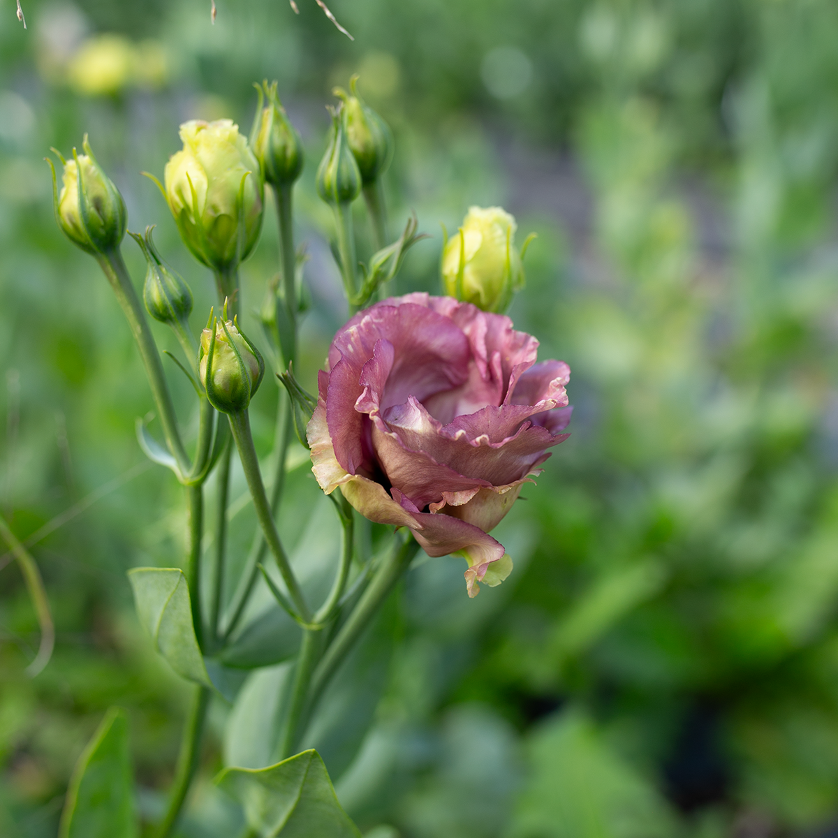 Lisianthus 'Rosanne Brown'