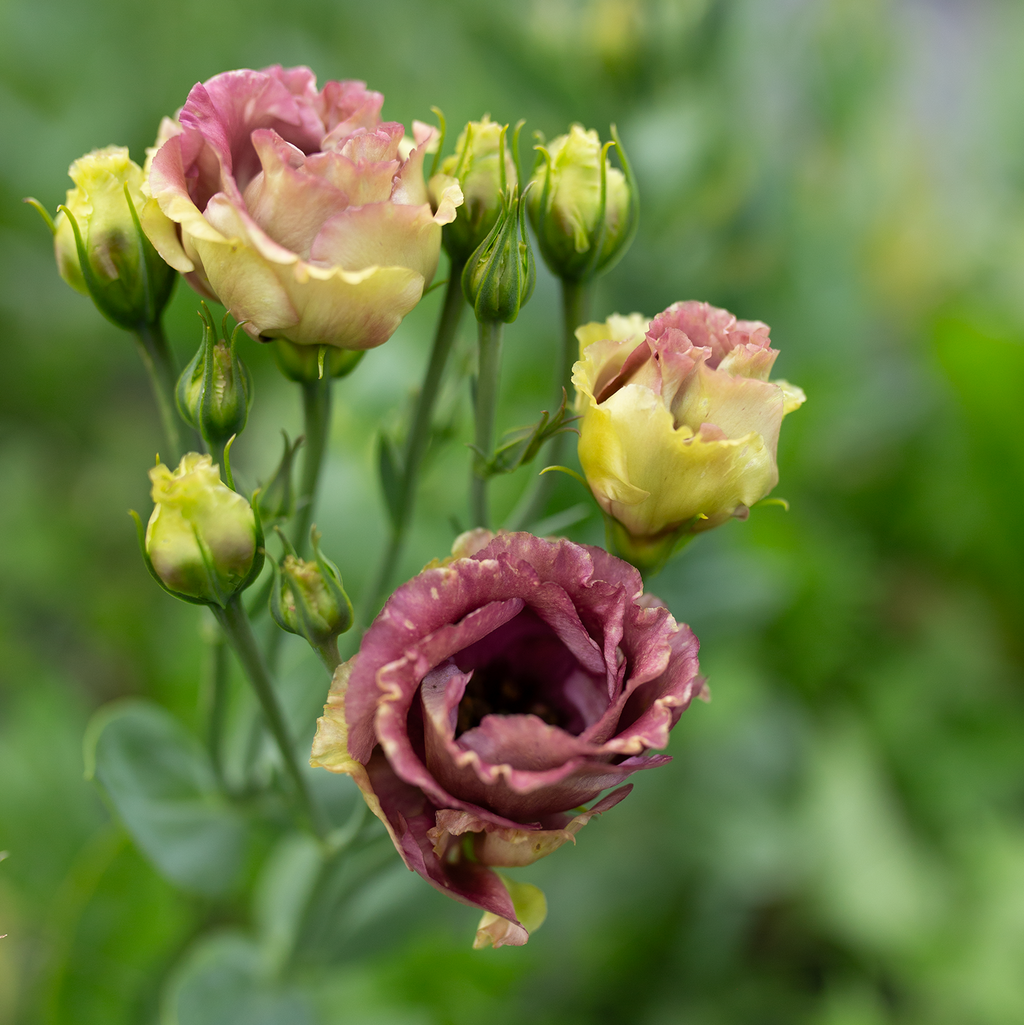 Lisianthus 'Rosanne Brown'