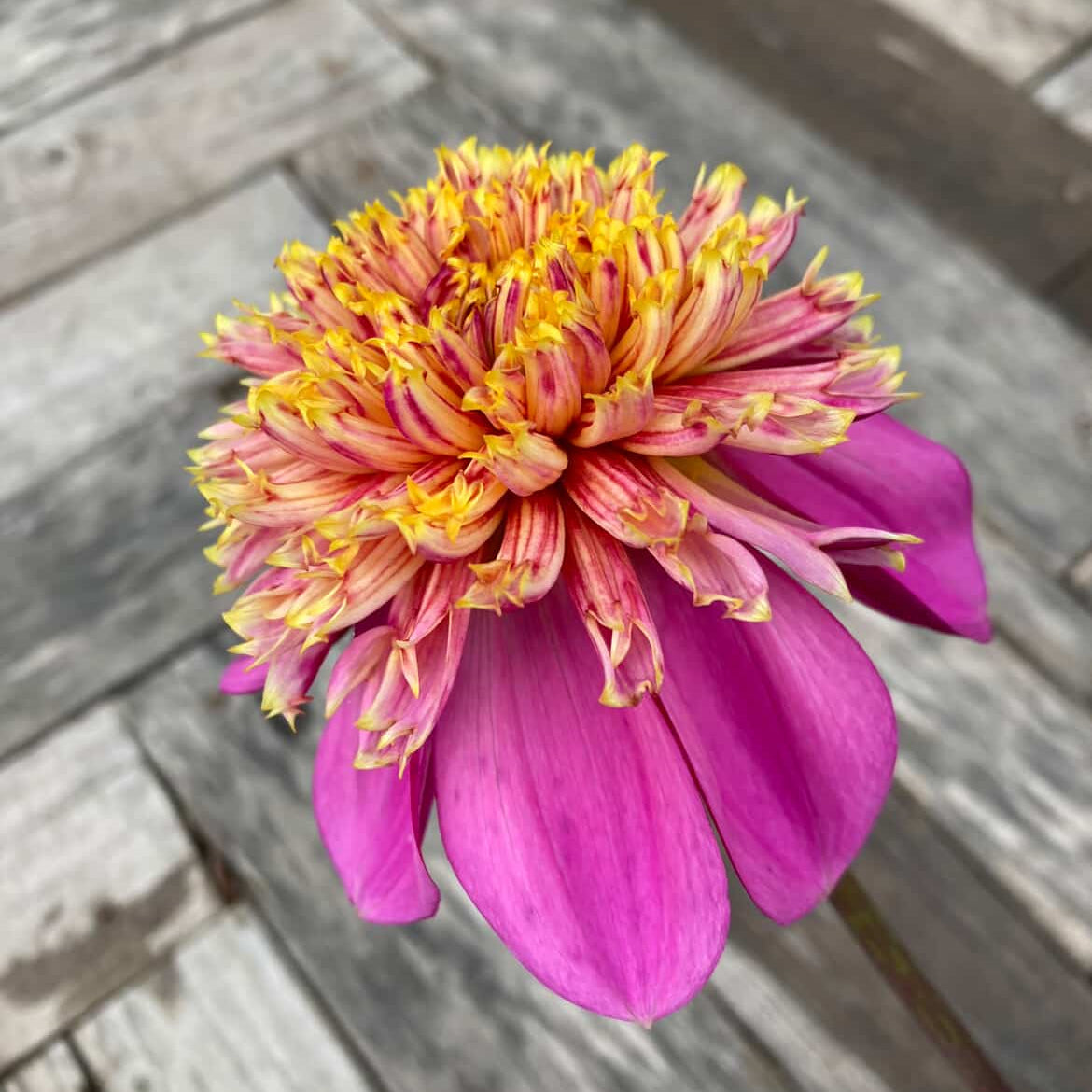 Dahlia 'Van Isle Rosy Maple'