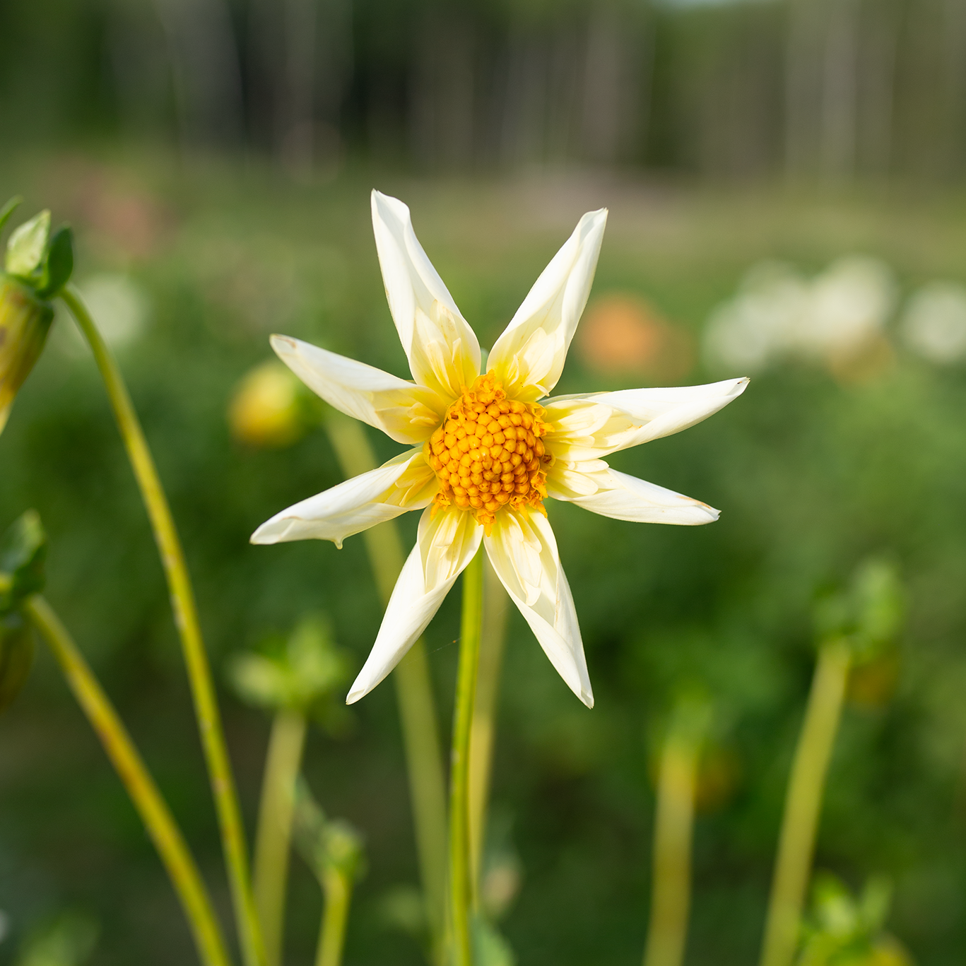Dahlia 'SB's Buttercream'