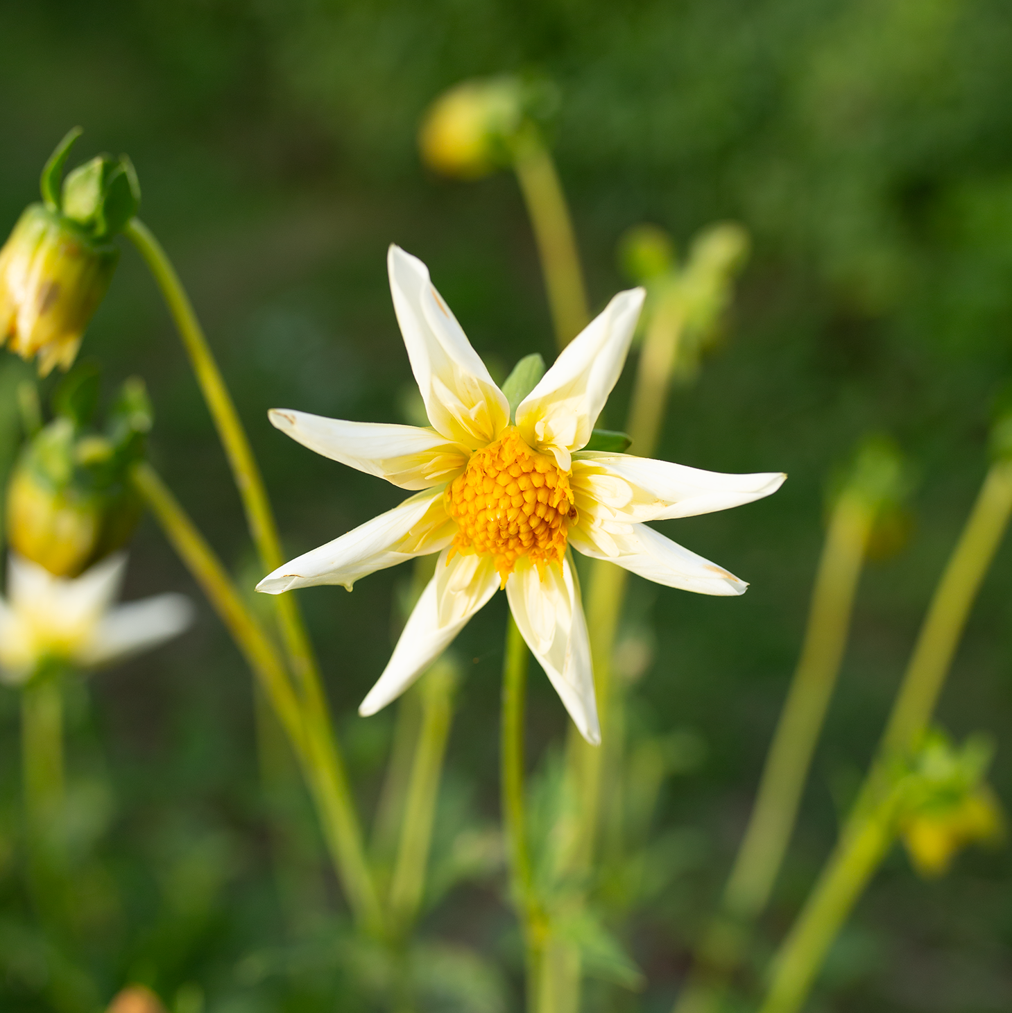 Dahlia 'SB's Buttercream'