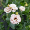 Lisianthus 'Sakura Pink'