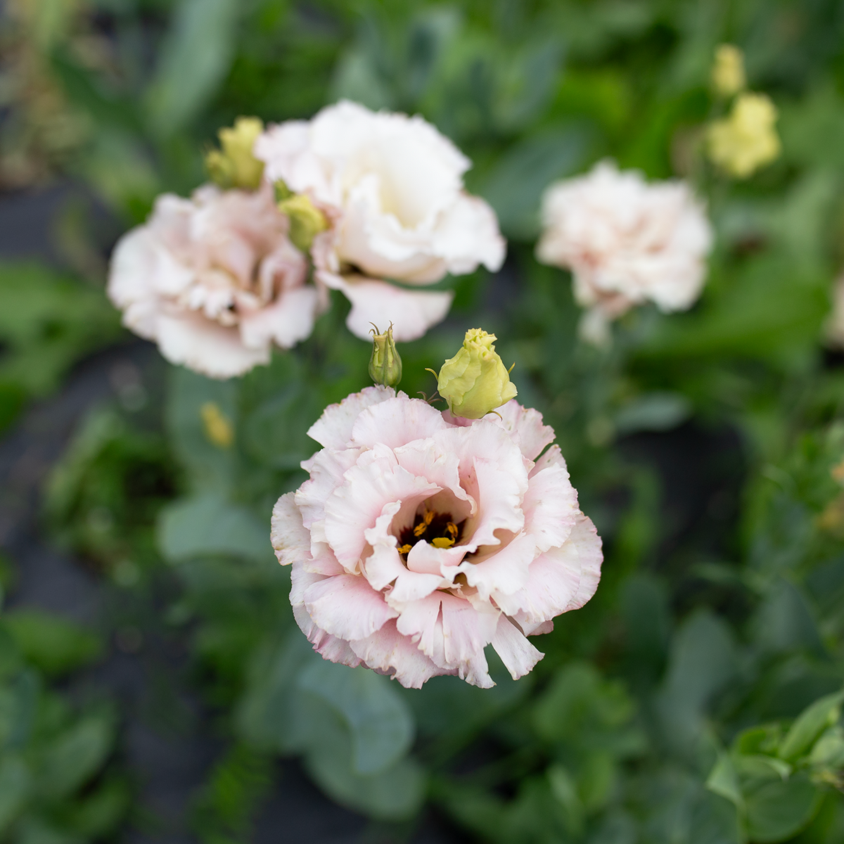 Lisianthus 'Sakura Pink'