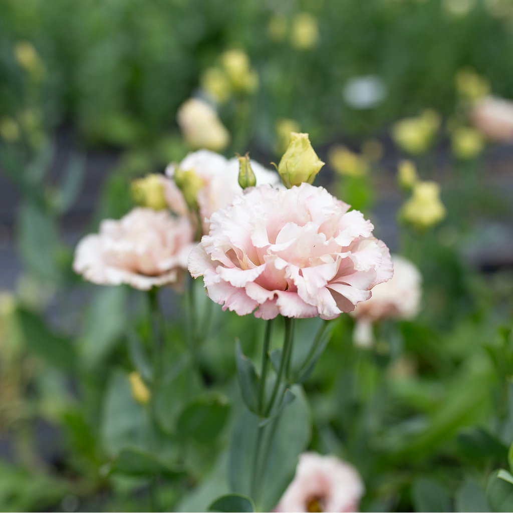 Lisianthus 'Sakura Pink'
