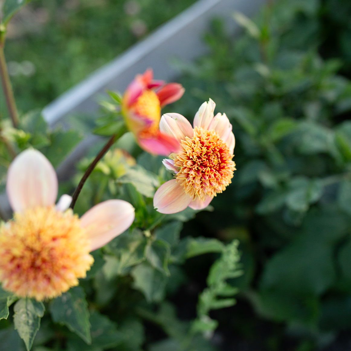 Dahlia 'Sandia Brocade'