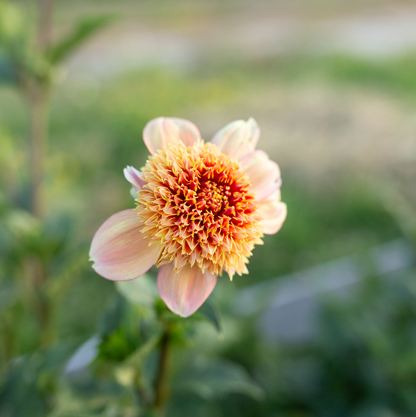 Dahlia 'Sandia Brocade'