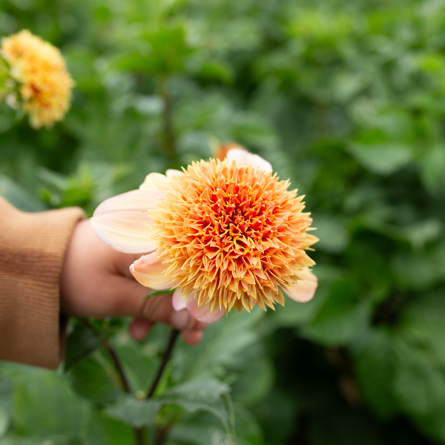 Dahlia 'Sandia Brocade'