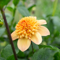 Dahlia 'Sandia Brocade'
