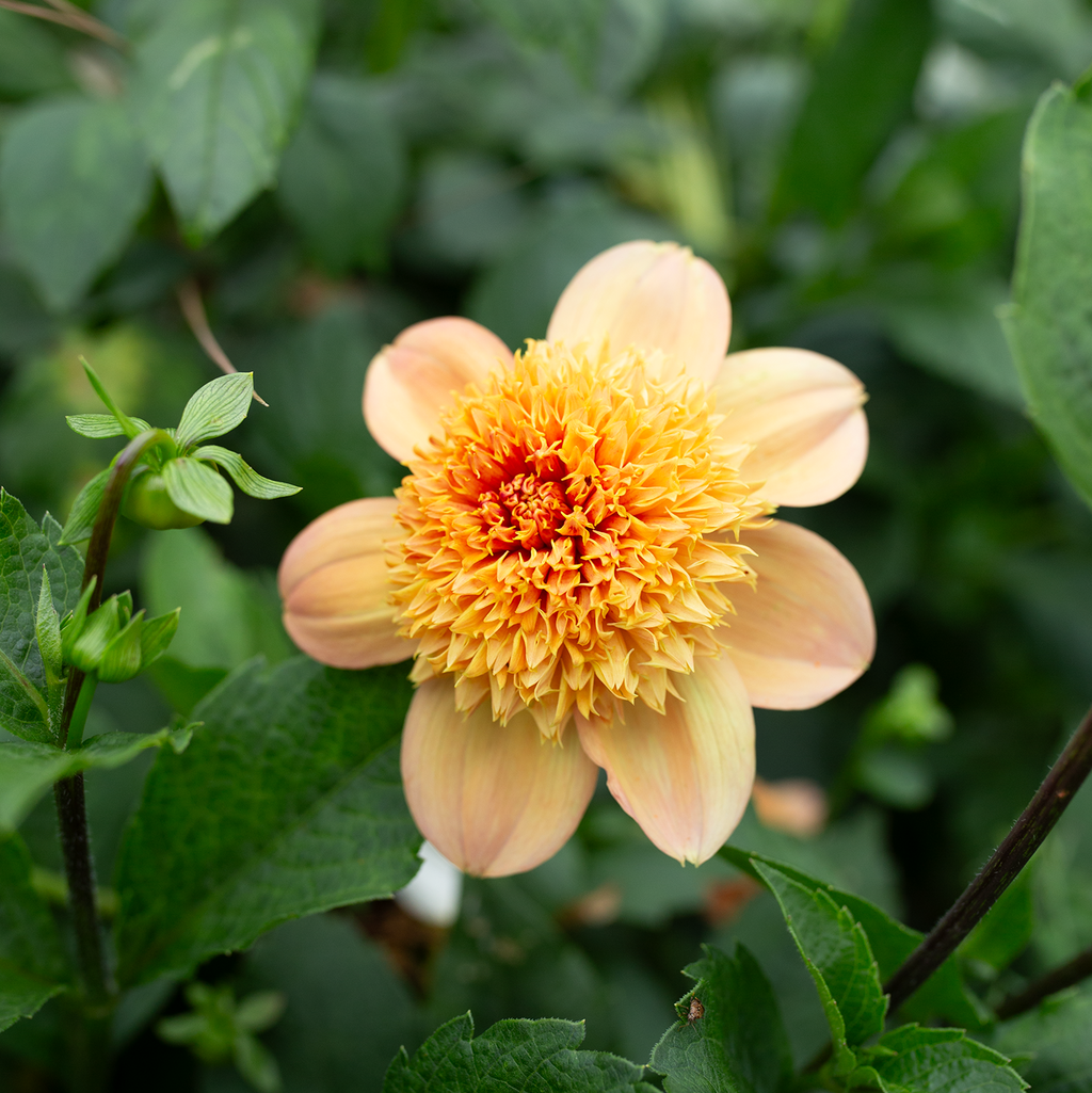 Dahlia 'Sandia Brocade'