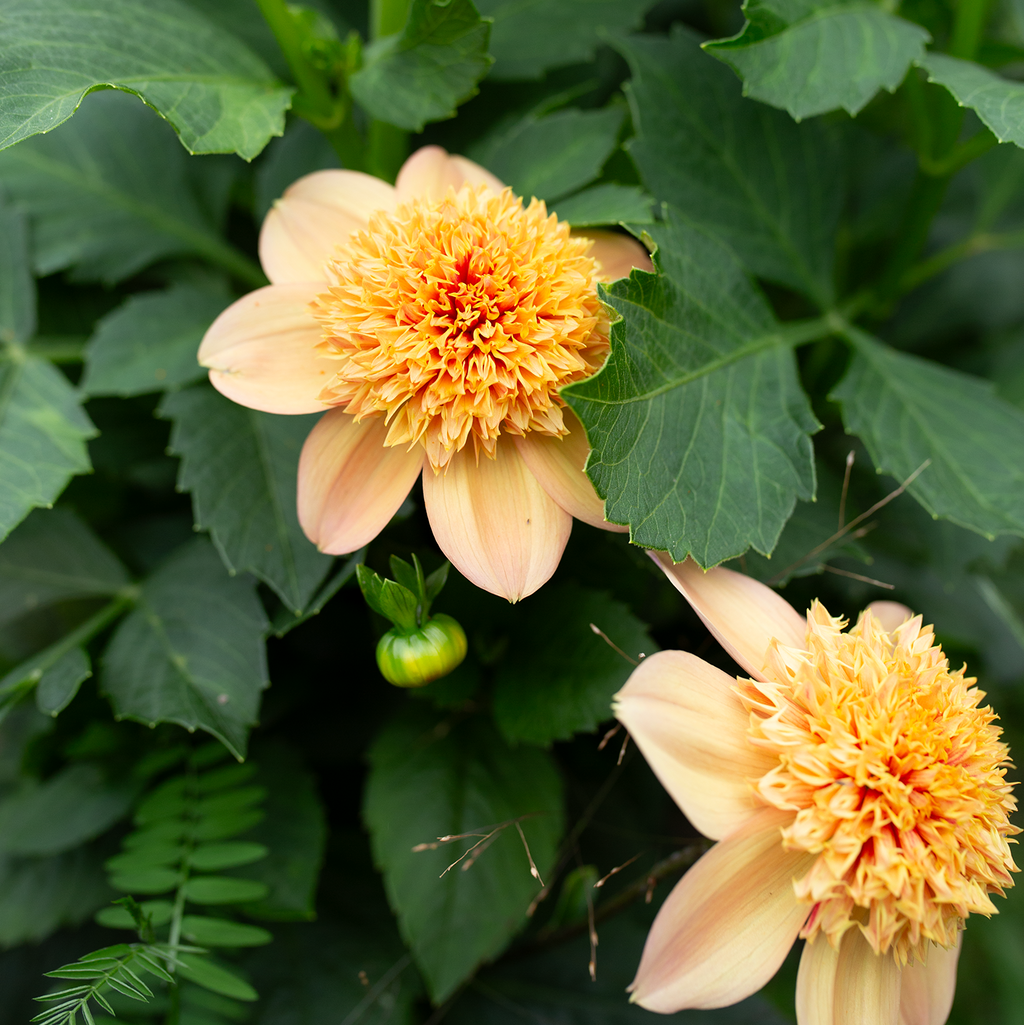 Dahlia 'Sandia Brocade'