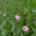 Saponaria 'Pink Beauty'