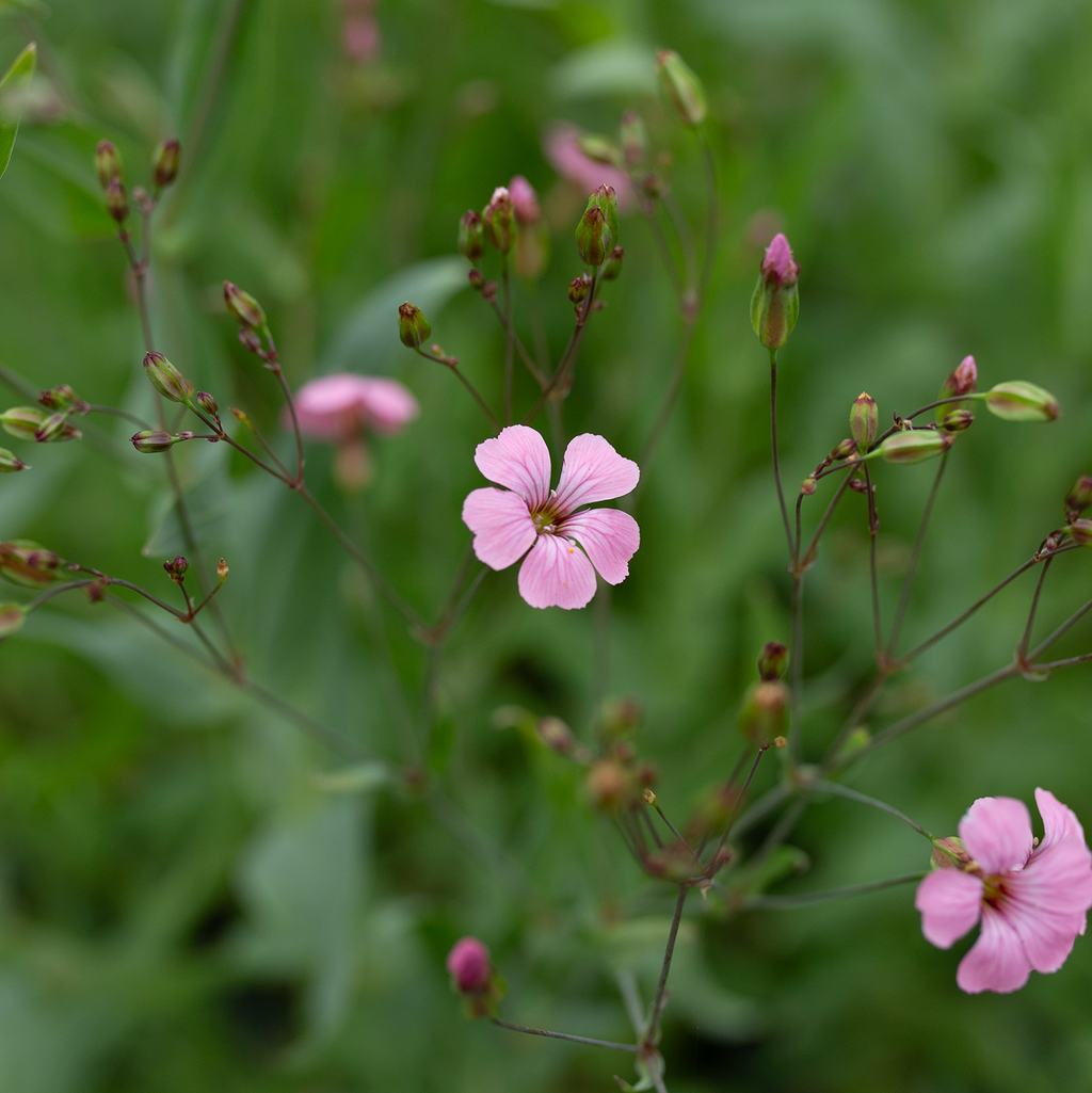 Saponaria 'Pink Beauty'